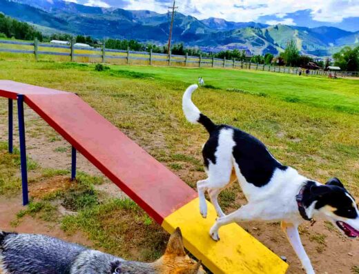 Willow Creek Dog Park in 4460 Split Rail Ln, Park City, UT 84098, United States