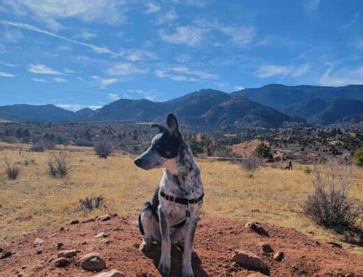 Red Rocks Dog Park in 3615 W High St, Colorado Springs, CO 80904, United States