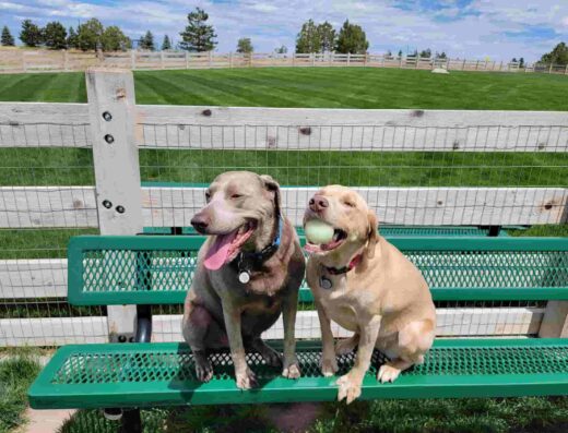 Bayou Gulch Dog Park in 4728 Fox Sparrow Rd, Parker, CO 80134