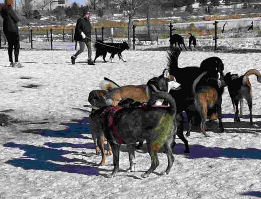 Berkeley Dog Park in CO-95, Denver, CO 80212, United States